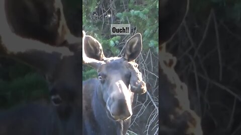 OUCH!!! #moose #injury #bullmoose #bull #deformed #animals #nature #wyoming #wildlife #wow #hurts