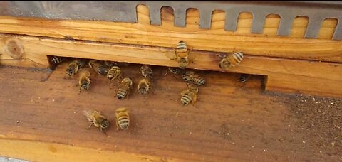 Italian Honey Bees Raking in the Pollen