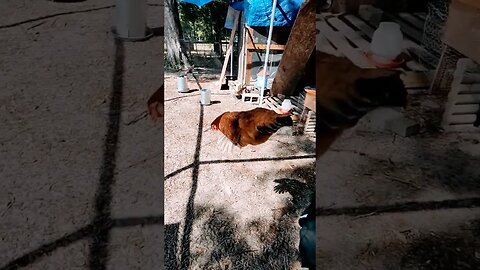 Chicken in Reverse SlowMo #chicken #reverse#slowmo#cute