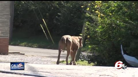 More than 13,000 calls never made it to animal control officers in Marion County