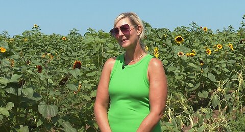 'If it stayed like this, we'd be good': Sunflowers of Sanborn hoping for better weather