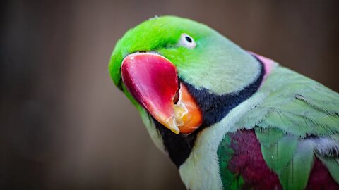 PARROT Masti