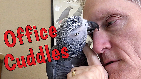 Parrot And Owner Share Incredibly Trusting Relationship
