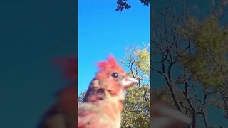 Voice of a Cardinal #birds