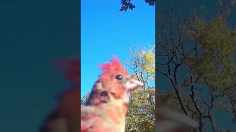 Voice of a Cardinal #birds