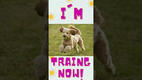 #shorts #viral dog training here: bit.ly/47nR8er