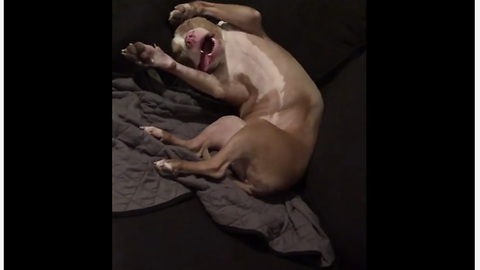 This Dog Was Caught Sleeping In A Super Weird Position