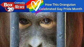 "Wait Till You Find Out What This Randy Orangutan Did!" Box 29 Comedy News #shorts #shortcomedy