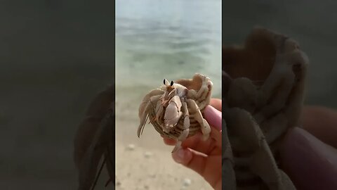 Hi Mr Crabs! 🌴☀️🌿