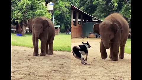 So CUTE both play time BABY elephant and dog.