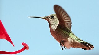 hummingbird stills