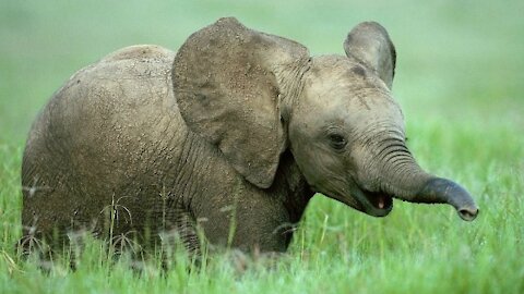 Scared Baby Elephant in the Most Endearing Way.