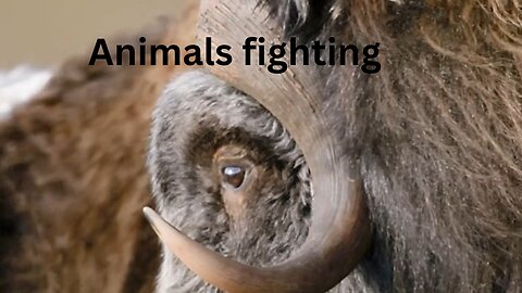 Animals fighting 💪