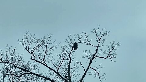 #baldeagle #winter #arkansas