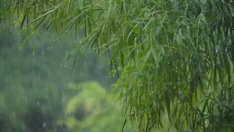 10 Hours of Relaxing Jungle Rain Sounds | Rain Natural Sounds for Sleeping