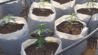 Thailand Grow Update 3