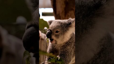 Koala eating leaves from a branch