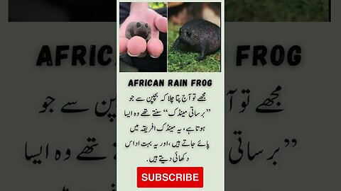 african rain frog | barsati maindak | interesting facts | funny quotes | joke in Urdu