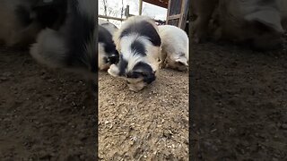 🐽 Wait until the end! 🤪 #farmlife #kunekune #pigs #cute