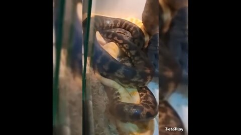 🐍 Snakes Breeding!!! Darwin Carpet Pythons with tails locked 🐍 Subscribe for more