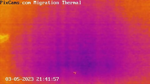 "V" Flock of ducks or geese during night spring migration captured on thermal camera 3/5/2023
