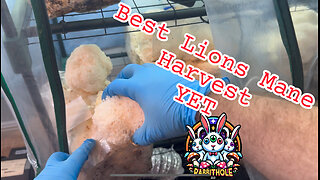 Best Lions Mane Harvest Yet with @MidwestGrowKits Ecosphere 3.0 and kits