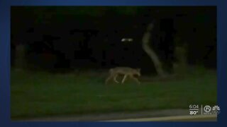 Officials issue safety tips as South Florida coyote populations booms