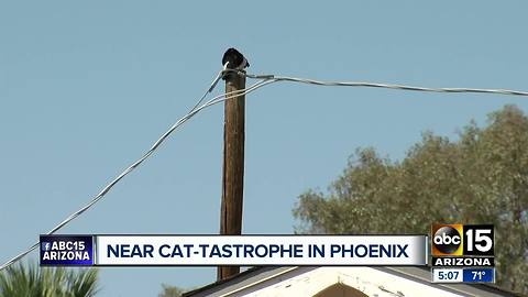 Cat saved from power pole in Phoenix
