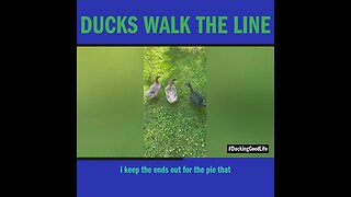 Ducks Walk the Line