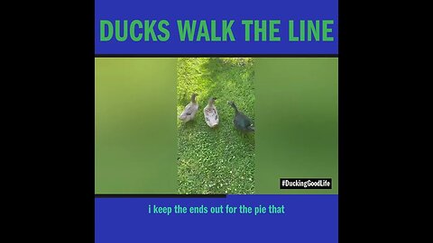 Ducks Walk the Line
