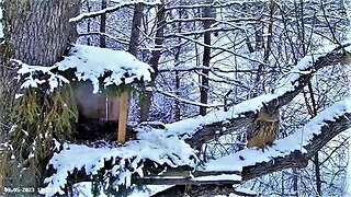 Eagle Owl Daily Nest Visit 🦉 03/05/23 17:31