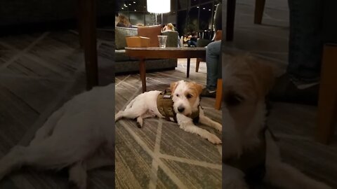 Ares Jack Russell perform "leave it" distracted by a dog in live guitar