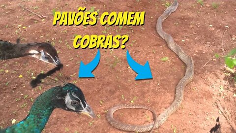 Pavões comem cobras?