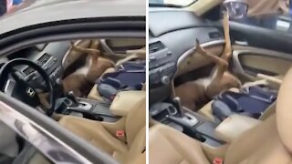 Deer somehow ends up in front seat of parked car