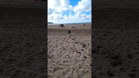 Mylo on the beech in Woolacombe Devon