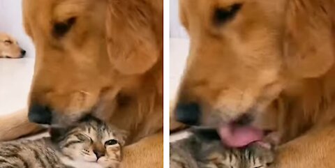 Golden Retriever Thinks Cat Is Her Baby