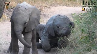 Cute Baby Elephants On The Road | Iconic African Animals