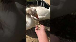 Failed attempt to video and feeding geese
