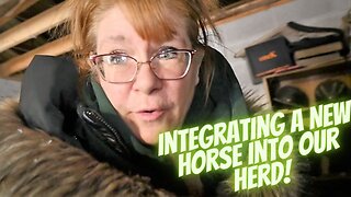 Integrating A New Horse Into Our Herd!