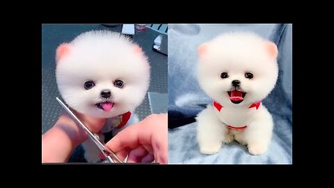 Funny pomeranian dog