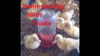 Homesteading With Ducks