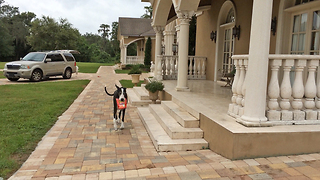 Great Dane assists with the groceries