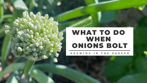 What to do when ONIONS BOLT: Growing in the Garden