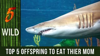 Top 5 Animal Offsprings That Eats Their Own Mother | 5 WILD