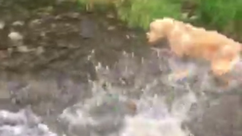 Playful Dog Becomes Terrified Of Large Salmon