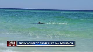 Multiple sharks spotted very close to Okaloosa Island in Florida