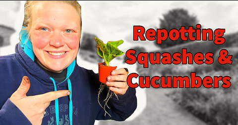 Repotting Mastery: Boost Your Squashes & Cucumbers Growth for a Bountiful Harvest: Allotment Garden