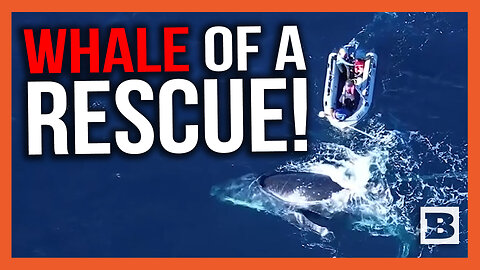 Whale of a Rescue! Two-Day Long Aussie Operation Frees Humpback