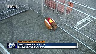 Wiener Dog Racing at the Michigan Rib Fest