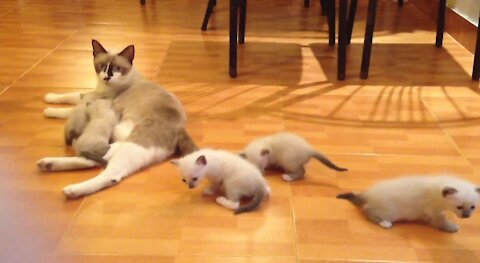 beautiful cat with her young children, who are the most beautiful, it's the happy family